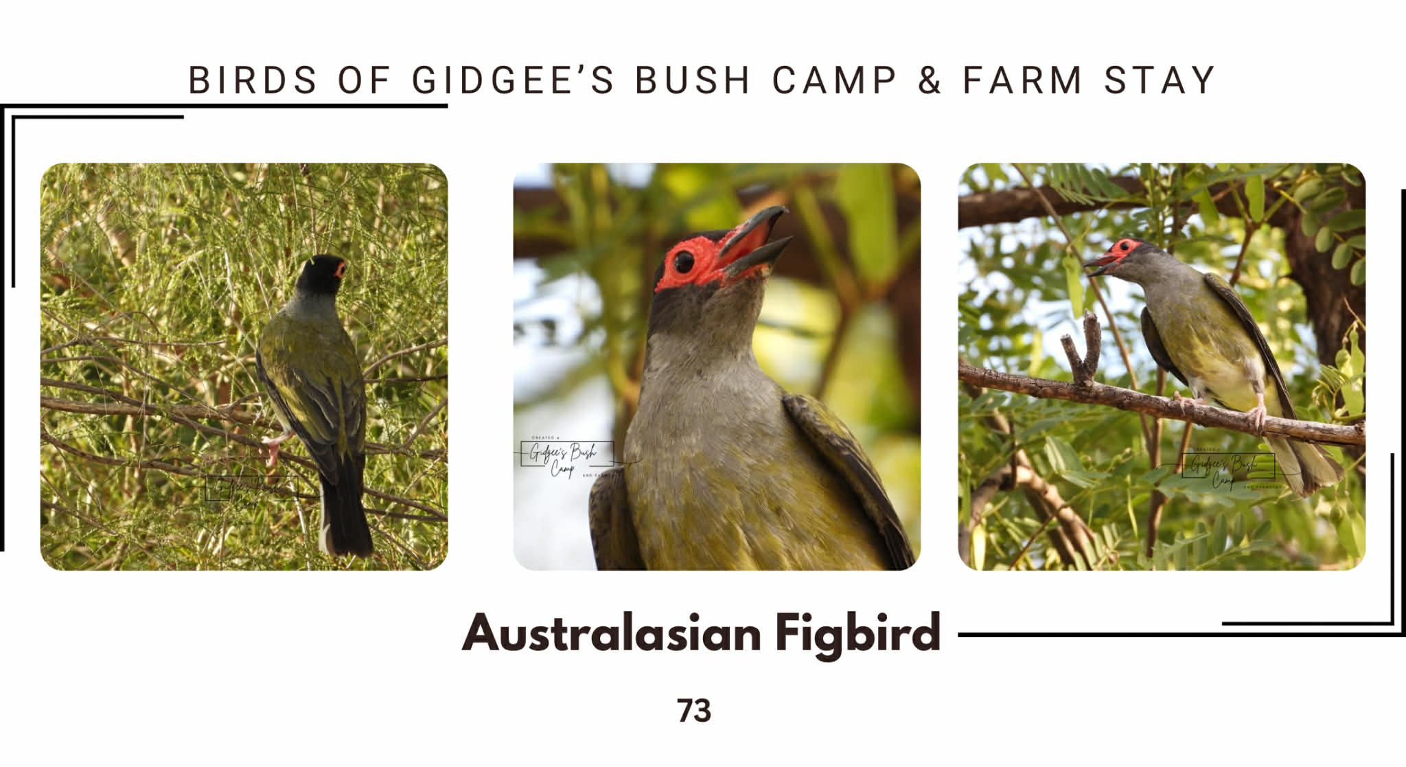 Australasian Figbird at Gidgee Bush Camp