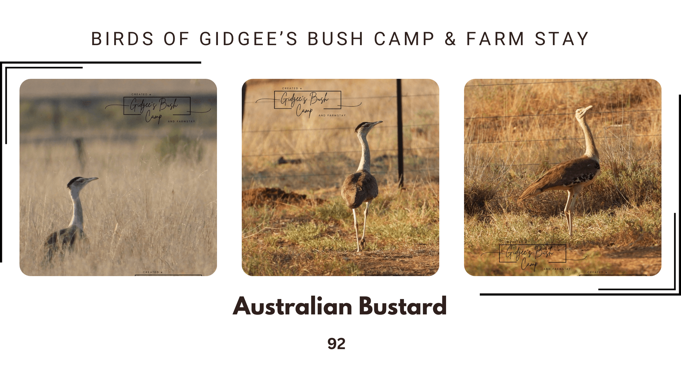 Australian Bustard at Gidgee Bush Camp